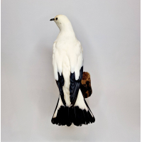 Opgezette Muskaatduif